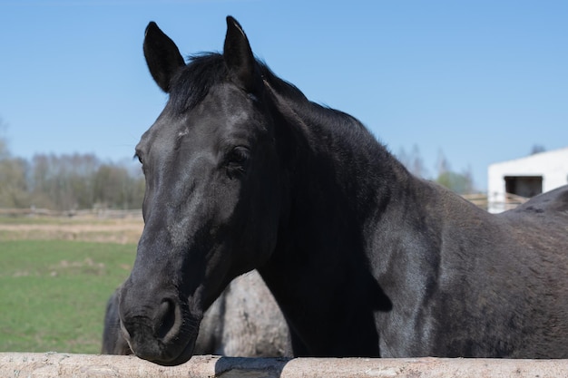 Cavallo nero in una fattoria di campagna. Avvicinamento . Estate. Foto orizzontale.