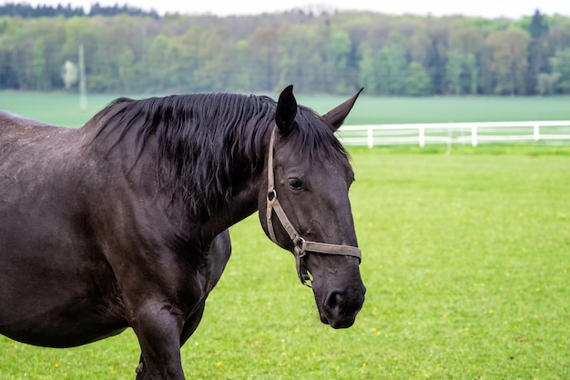 Cavallo nero kladrubian con cavezza sul prato verde