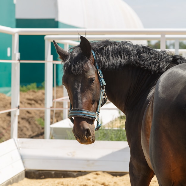 Cavallo nero sta in piedi in un paddock, girando la testa indietro