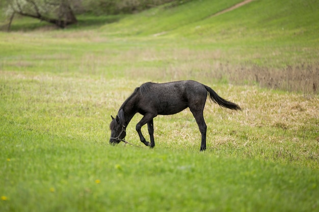 Cavallo nero su un campo verde