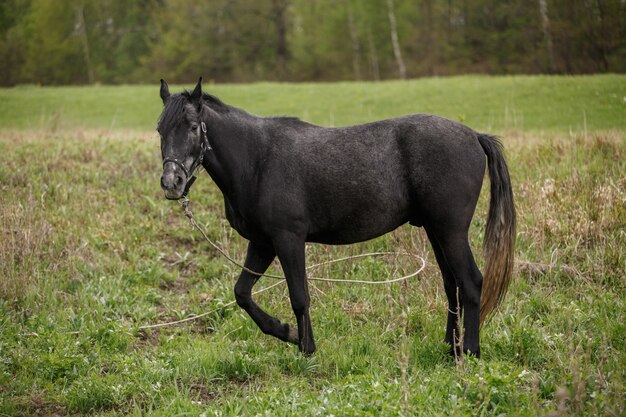 Cavallo nero su un campo verde