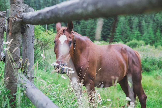 cavallo pascola in un prato dietro una staccionata di legno nei Carpazi Ucraina