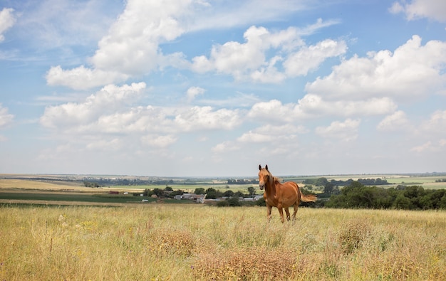 Cavallo rosso con la criniera lunga nel giacimento di fiore contro il cielo