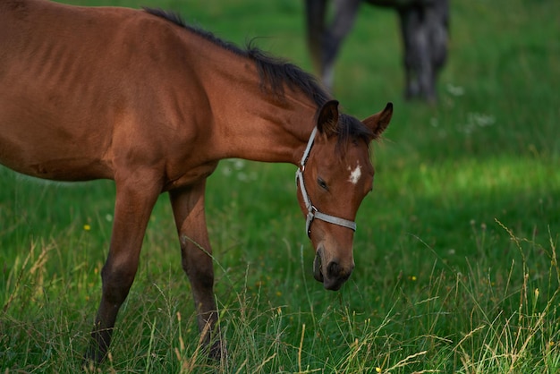 Cavallo rosso con la lunga criniera nel campo contro il cielo allevamento di cavalli