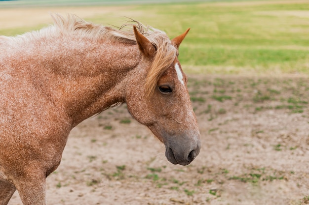 Cavallo rosso sul campo