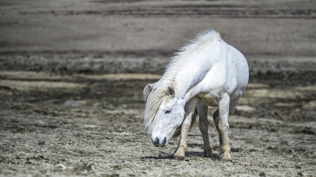 Cavallo sano in un ritratto di pascolo