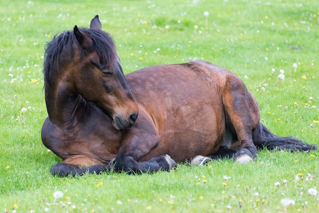 Cavallo sdraiato sul prato