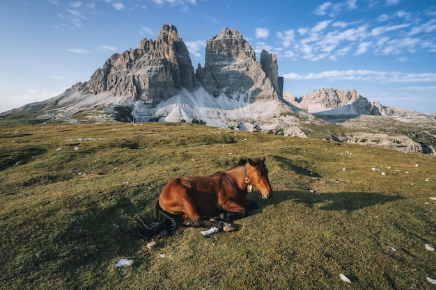 Cavallo selvaggio che riposa in un prato con i picchi di Tre Cime di Lavaredo sullo sfondo Dolomiti Italia