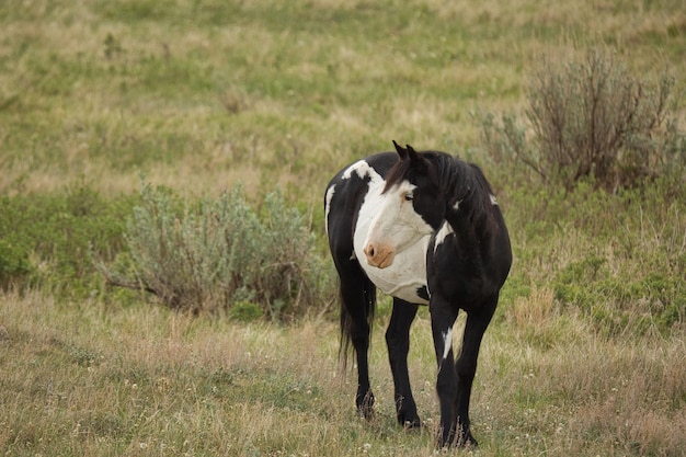 Cavallo selvaggio dipinto al Theodore Roosevelt National Park, North Dakota