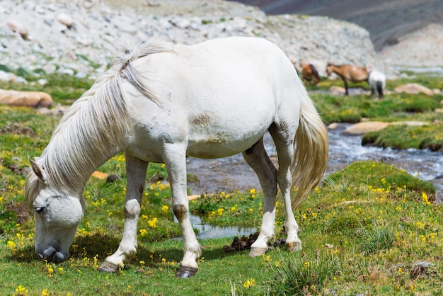 Cavallo selvaggio in un prato verde e sullo sfondo della montagna