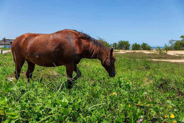 Cavallo selvaggio magro durante una giornata di sole