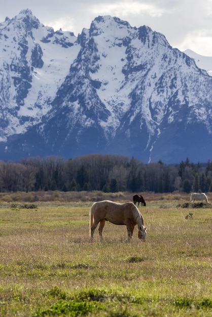 Cavallo selvaggio su un campo di erba verde con il paesaggio montano americano sullo sfondo