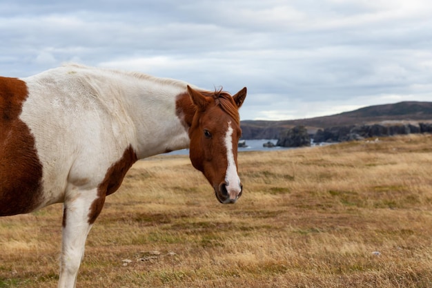 Cavallo selvaggio su un campo erboso