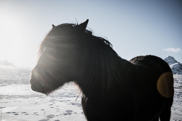 Cavallo soleggiato della Norvegia