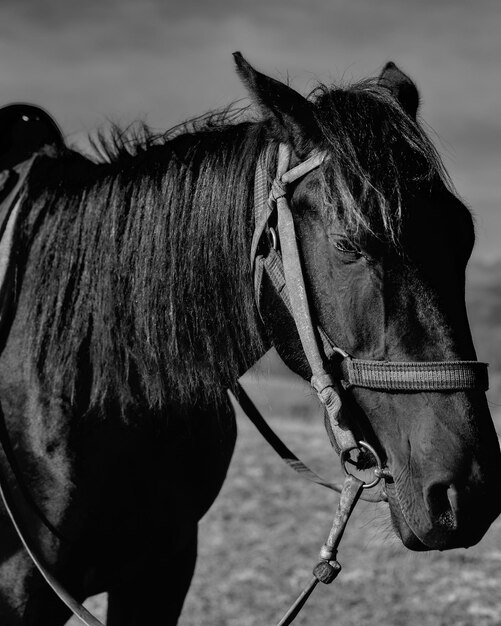 cavallo solo ritratto in bianco e nero