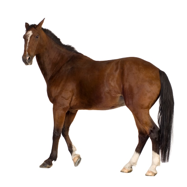 Cavallo su bianco