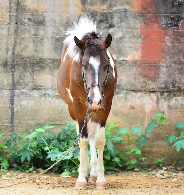 Cavallo su un pascolo estivo