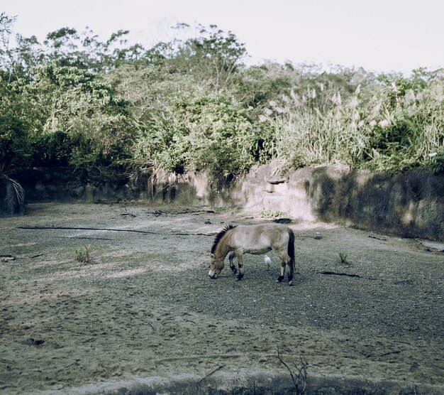 Cavallo sul campo contro gli alberi