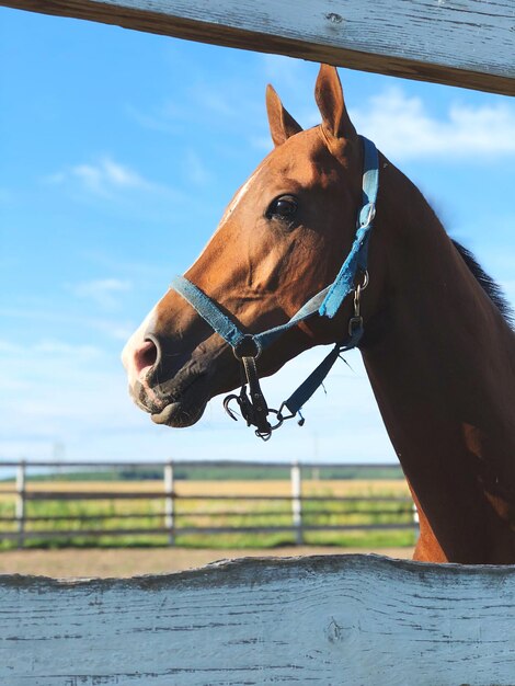 Cavallo sul campo contro il cielo