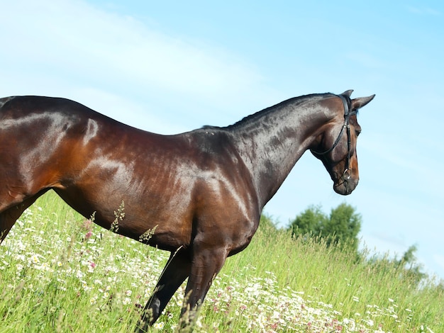 Cavallo sul campo contro il cielo