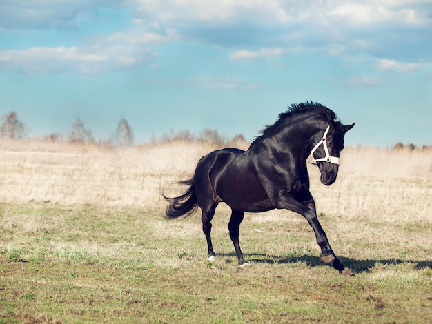 Cavallo sul campo contro il cielo