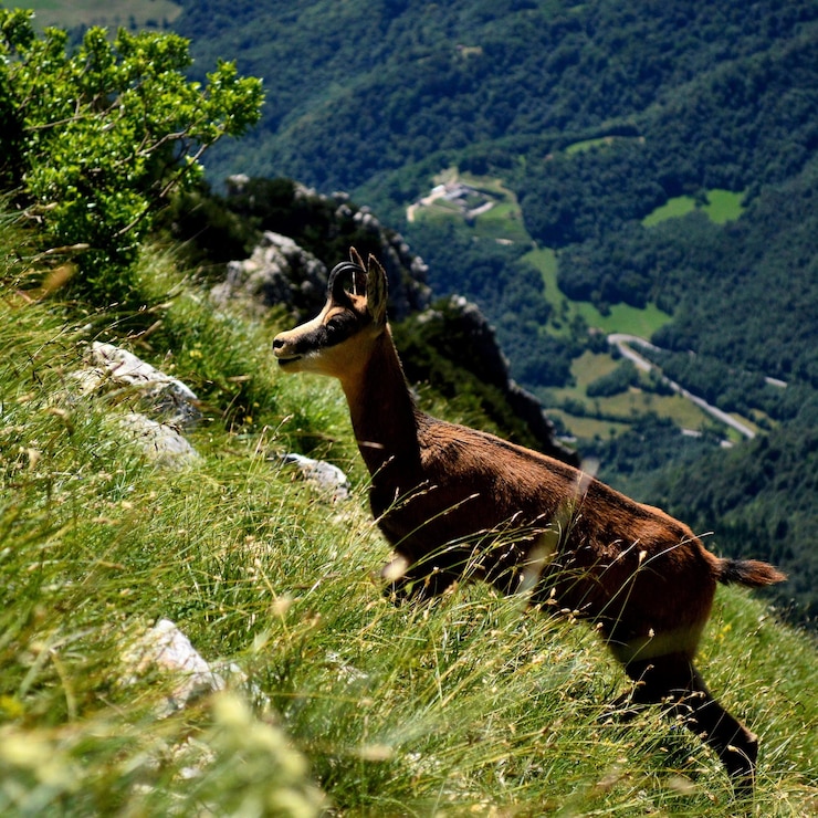 Foto cavallo sul campo contro le montagne