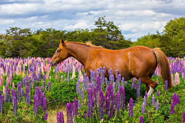 Cavallo sul campo di lupini in fiore colorato e luminoso in Patagonia, Argentina, Sud America