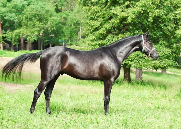 Cavallo sul campo verde