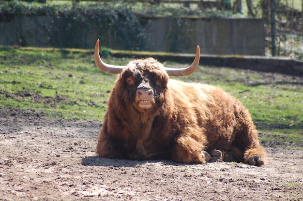 Cavallo sul campo