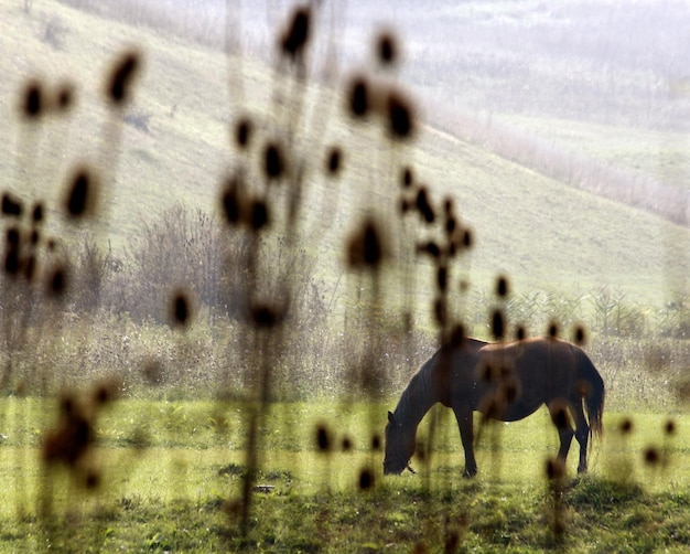 Cavallo sul campo