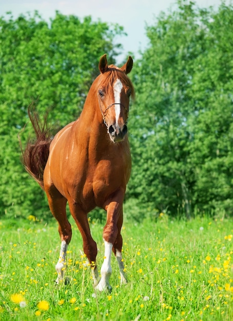 Cavallo sul campo