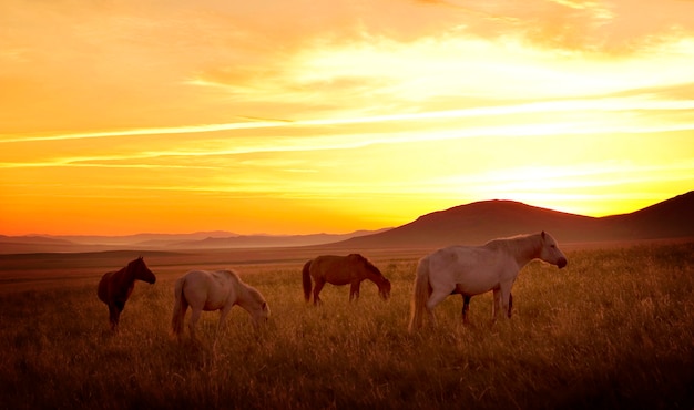 Cavallo sul prato con il tramonto.