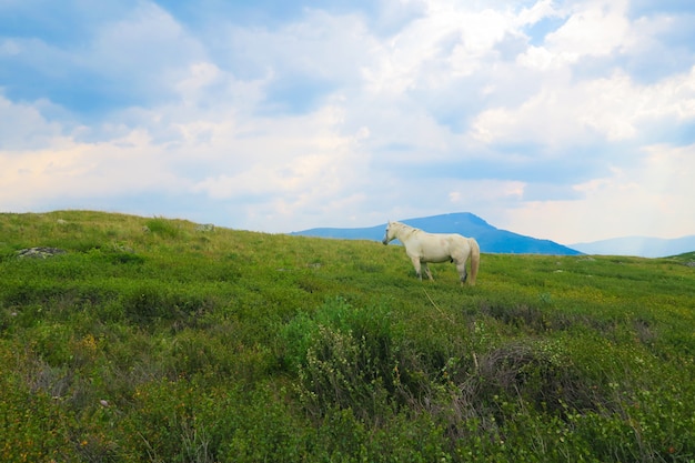 Cavallo sul prato di erba nelle montagne, valle di montagna tra le nuvole