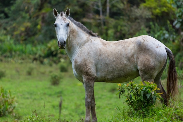 Cavallo sul prato in estate