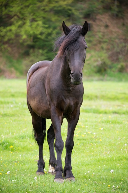 Cavallo sul prato