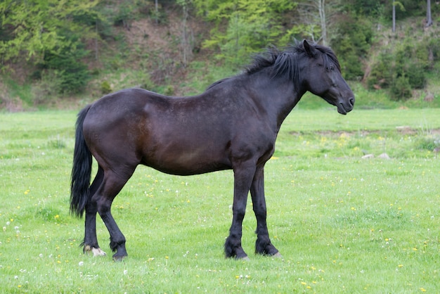 Cavallo sul prato