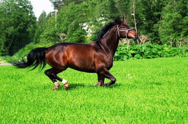 Cavallo sull'erba