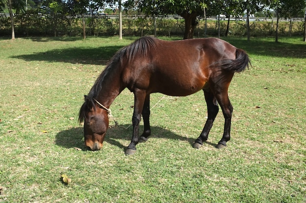 Cavallo sull&#39;erba