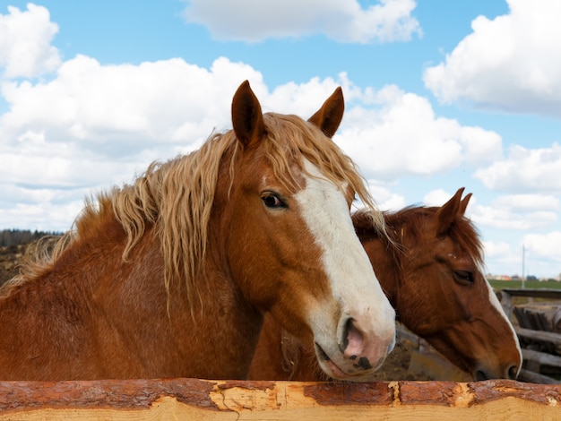 Cavallo sulla natura. Ritratto di un cavallo, cavallo marrone