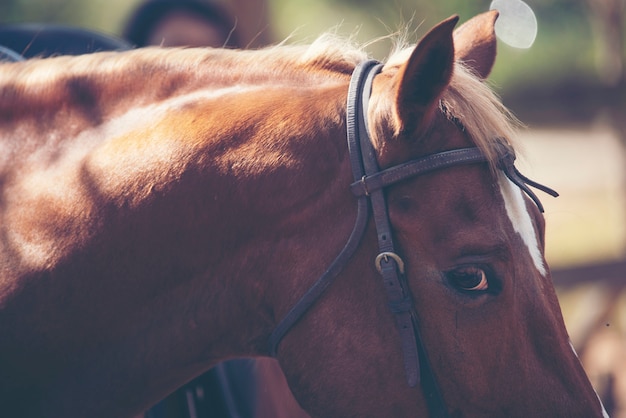 Cavallo sulla natura