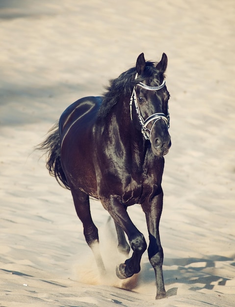 Cavallo sulla spiaggia