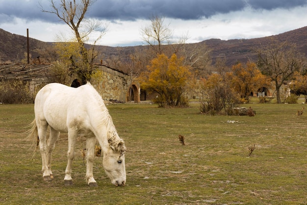 Cavallo tra l'erba su uno sfondo sfocato a Mtskheta