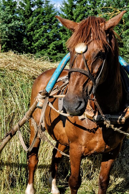 Cavallo trainato da fieno