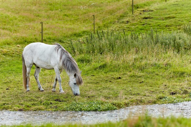 Cavallo una foto di un cavallo in ambiente naturale