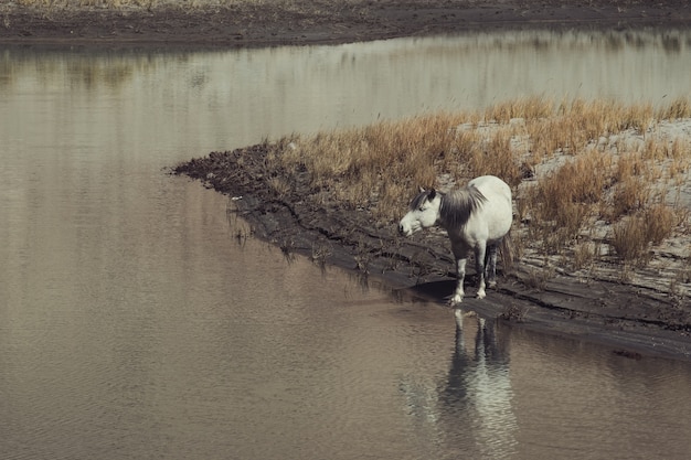 Cavallo vicino al fiume