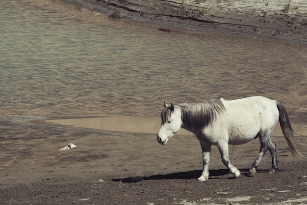 Cavallo vicino al fiume