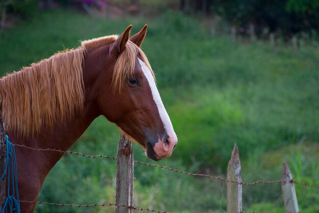 Cavallo vicino alla fattoria