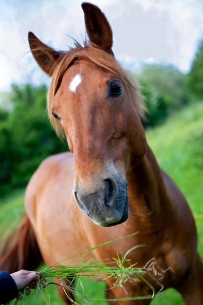 Cavallo