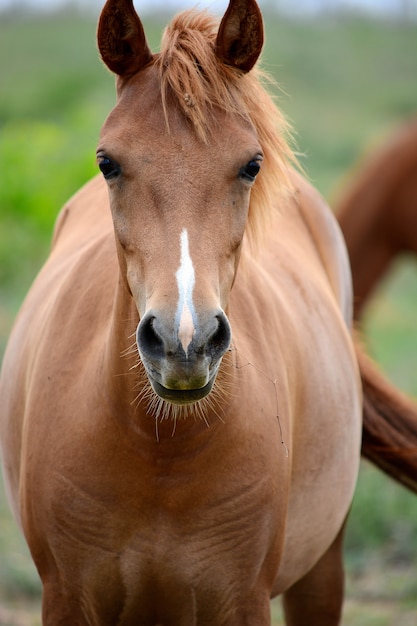 cavallo