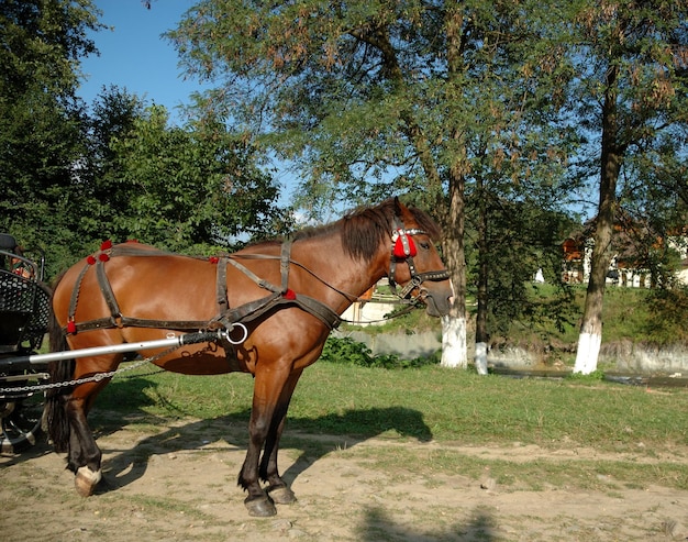 Cavallo